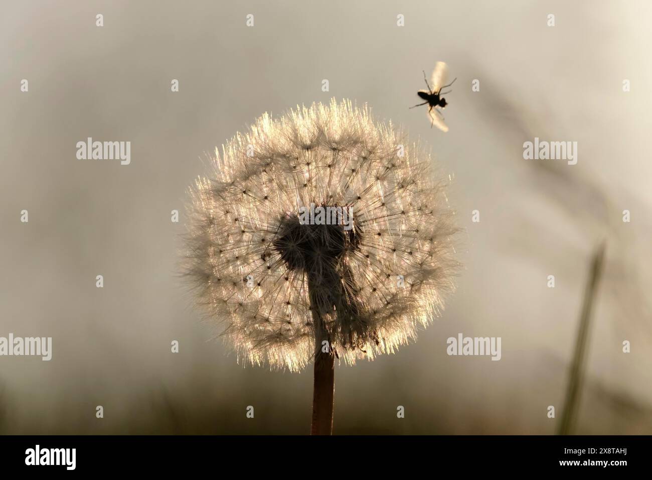 Pissenlit dans la lumière du soir, mai, Allemagne Banque D'Images