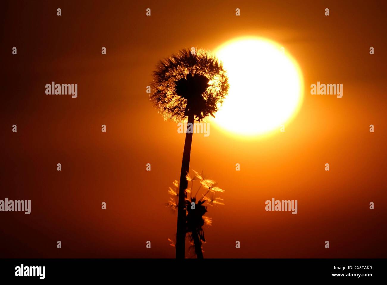 Pissenlits dans la lumière du soir, mai, Allemagne Banque D'Images