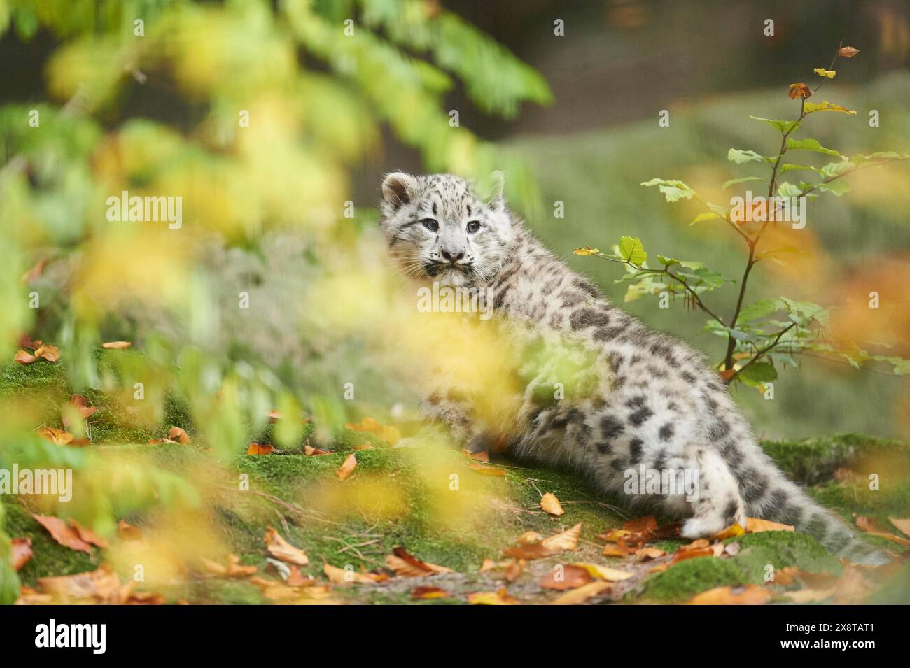 Léopard des neiges (Panthera uncia) ou (Uncia uncia) petit mignon dans une forêt, captif Banque D'Images