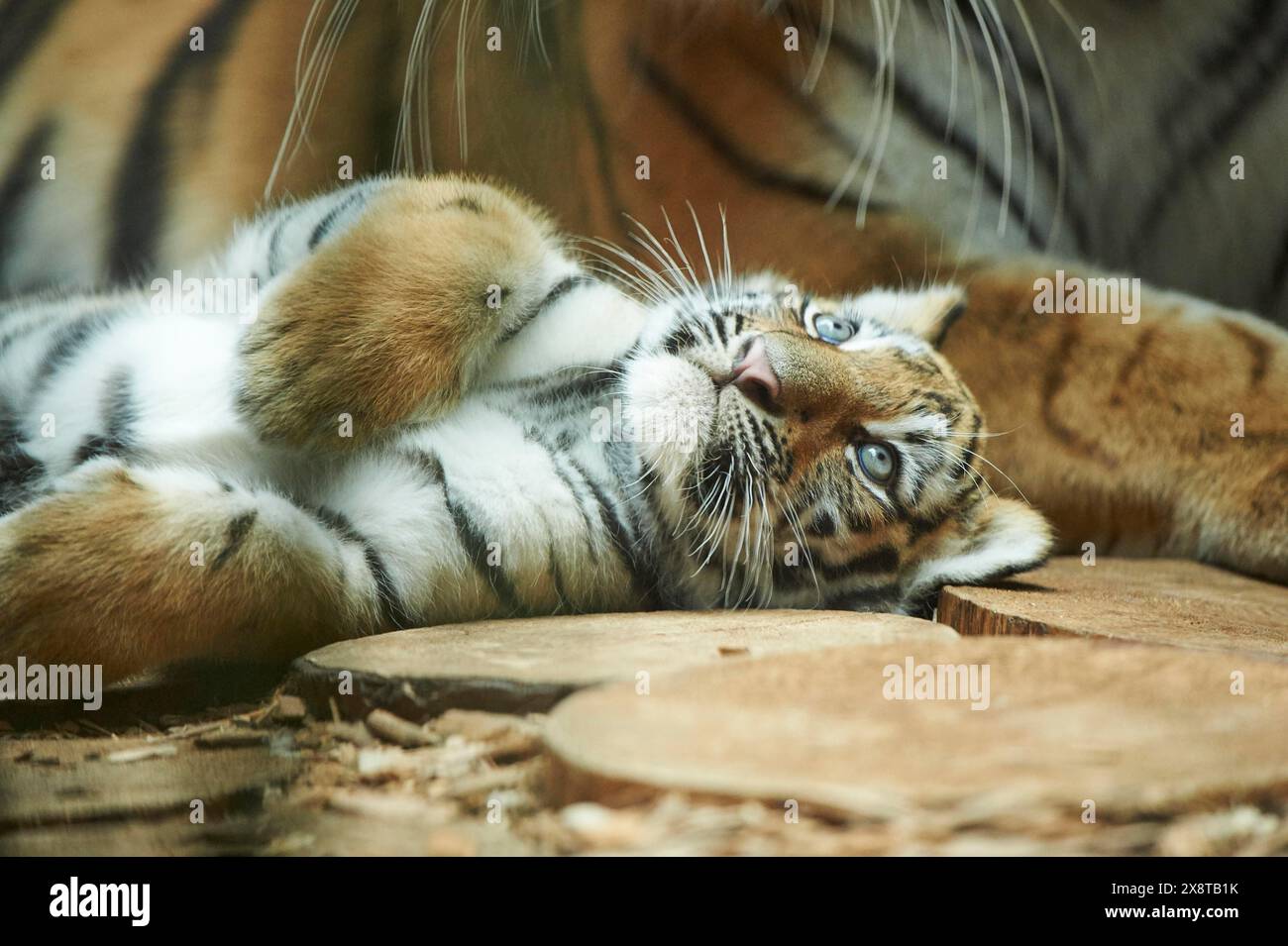 Gros plan d'un tigre de Sibérie (Panthera tigris altaica), captif Banque D'Images