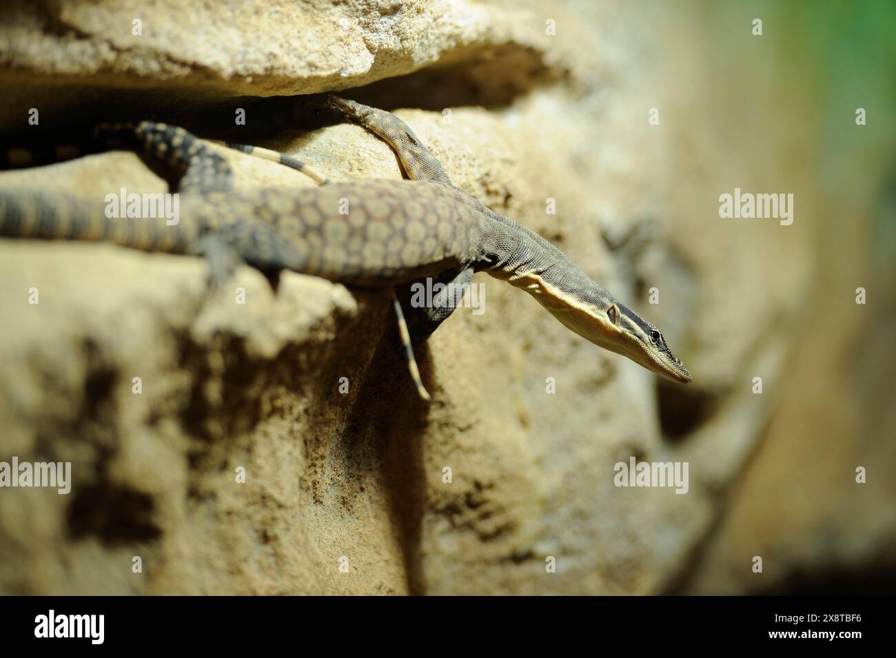 Gros plan d'un perentie (Varanus giganteus) sur un mur en été, captif Banque D'Images