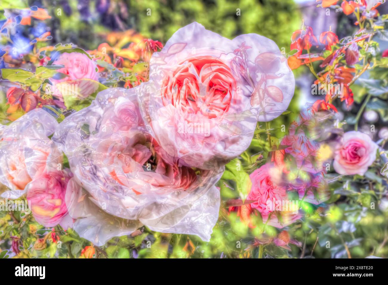 Peinture à l'huile, rose (rose), fleurs roses, rose délicat, parfumé, lumière, romantique, motif de carte de voeux, motif de fleur, fleurs créatives, différent Banque D'Images