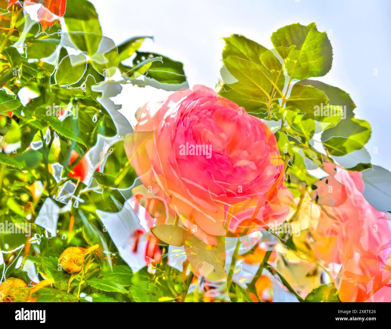 Peinture à l'huile, rose (rose), fleurs roses, rose délicat, parfumé, lumière, romantique, motif de carte de voeux, motif de fleur, fleurs créatives, artistique Banque D'Images