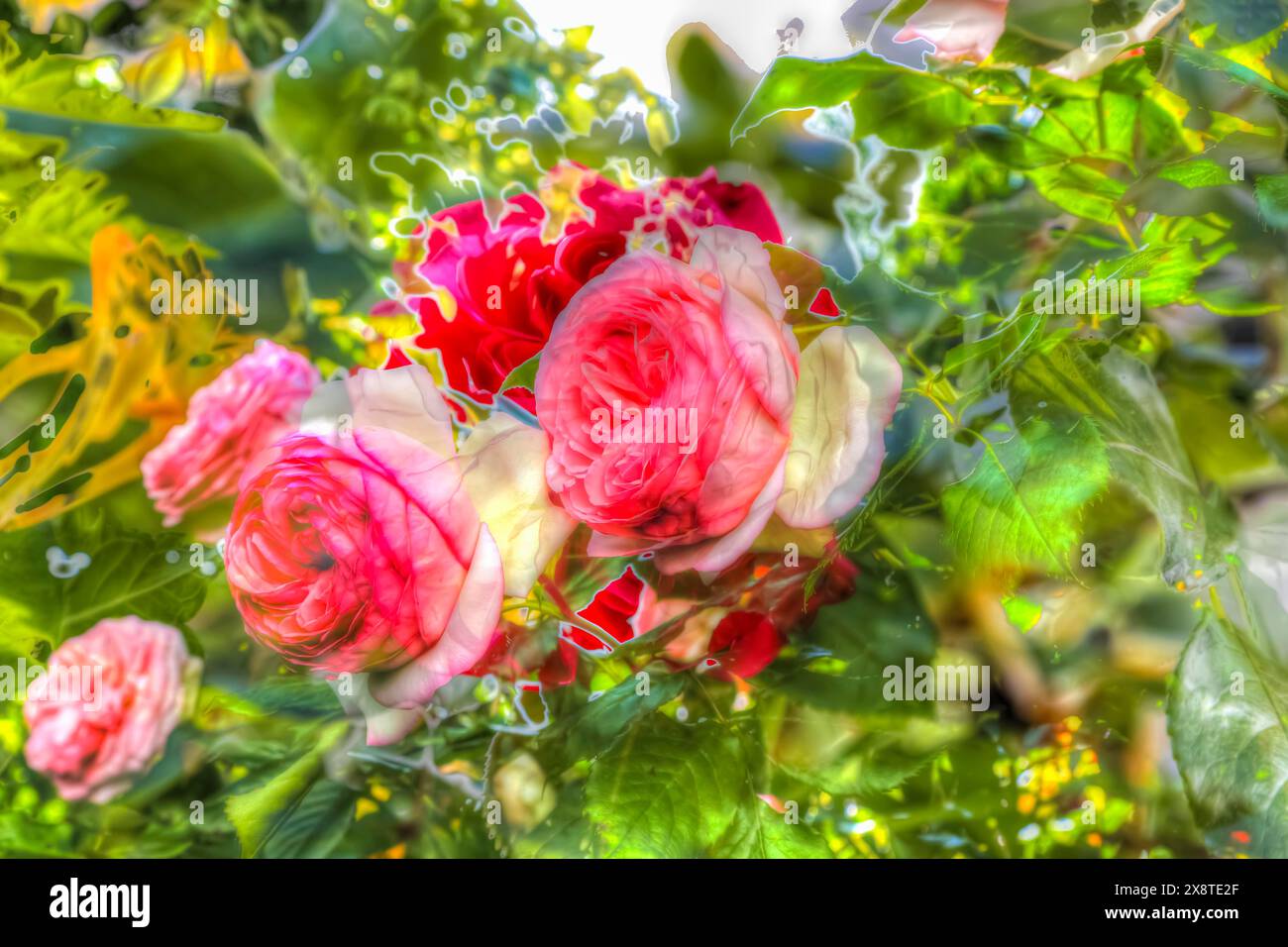 Peinture à l'huile, rose (rose), fleurs roses, rose délicat, parfumé, lumière, romantique, motif de carte de voeux, motif de fleur, fleurs créatives, différent Banque D'Images