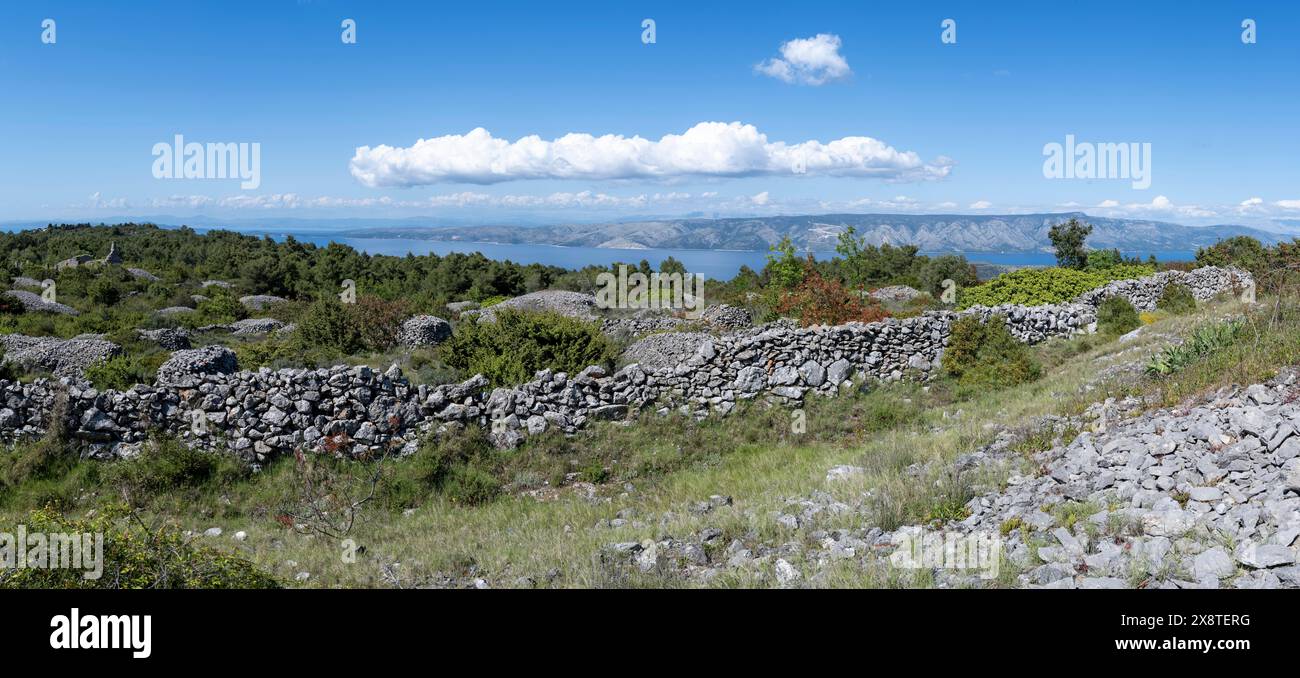 Champs de lavande devant la floraison, Brusje, île de Hvar, Dalmatie, Croatie Banque D'Images