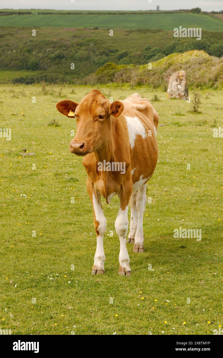 Vache brune et blanche debout dans un champ d'herbe Banque D'Images