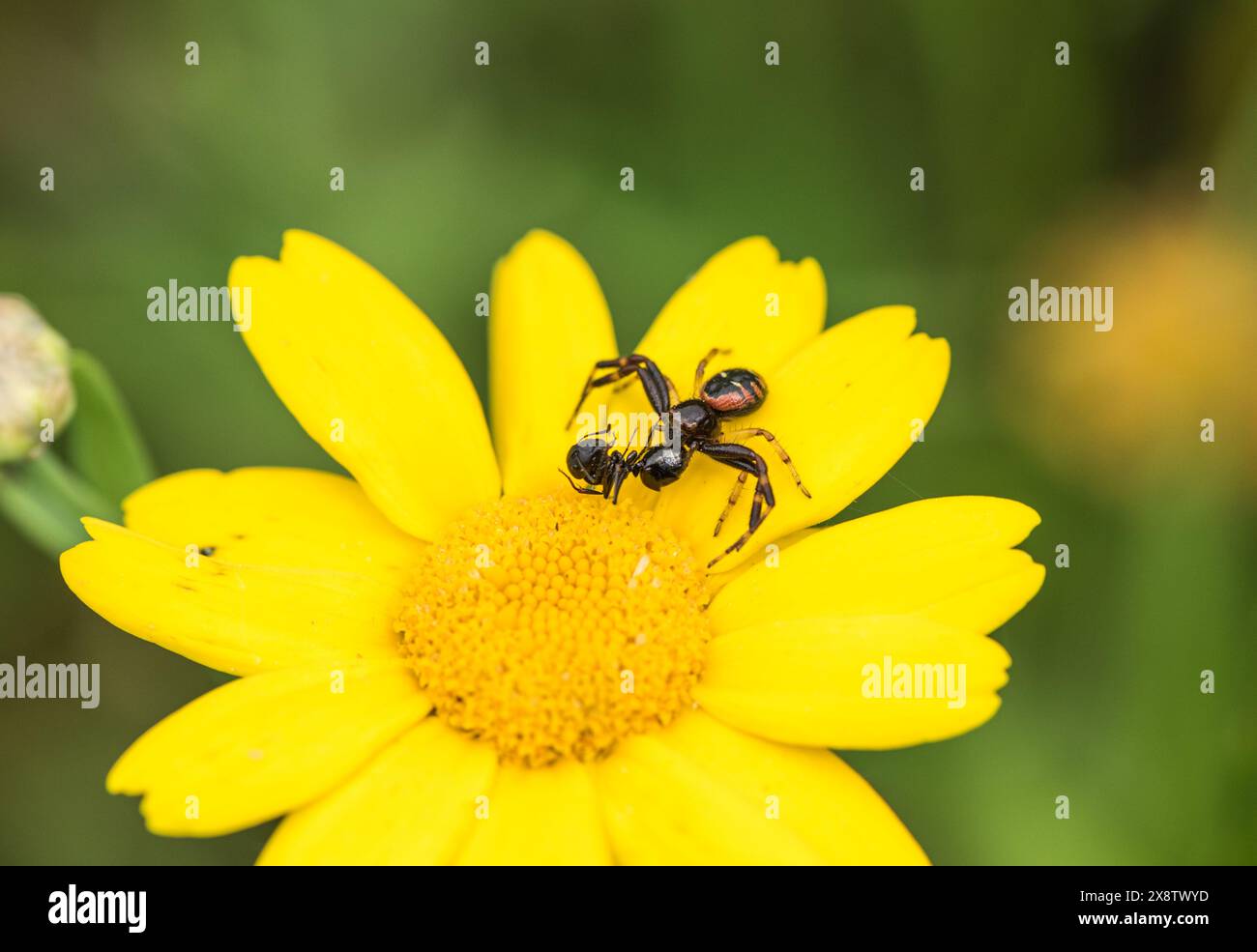 Araignée Napoléon (Synema globosum) avec une fourmi comme proie. Prise près d'Ortaca, Turkiye Banque D'Images