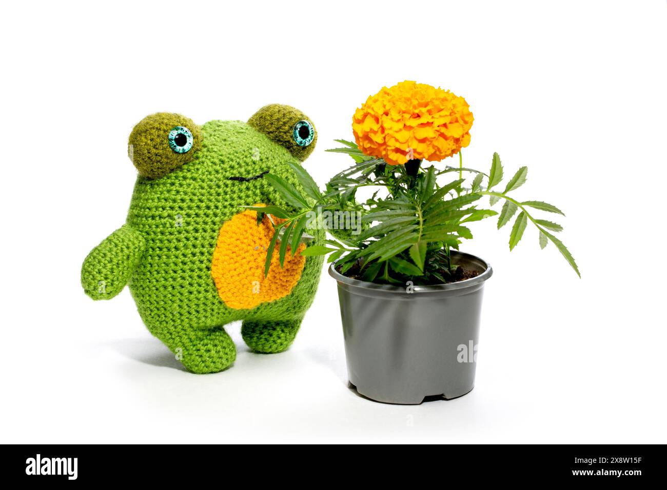 La grenouille est un jouet de laine tricoté doux fait de laine sur un fond blanc Banque D'Images