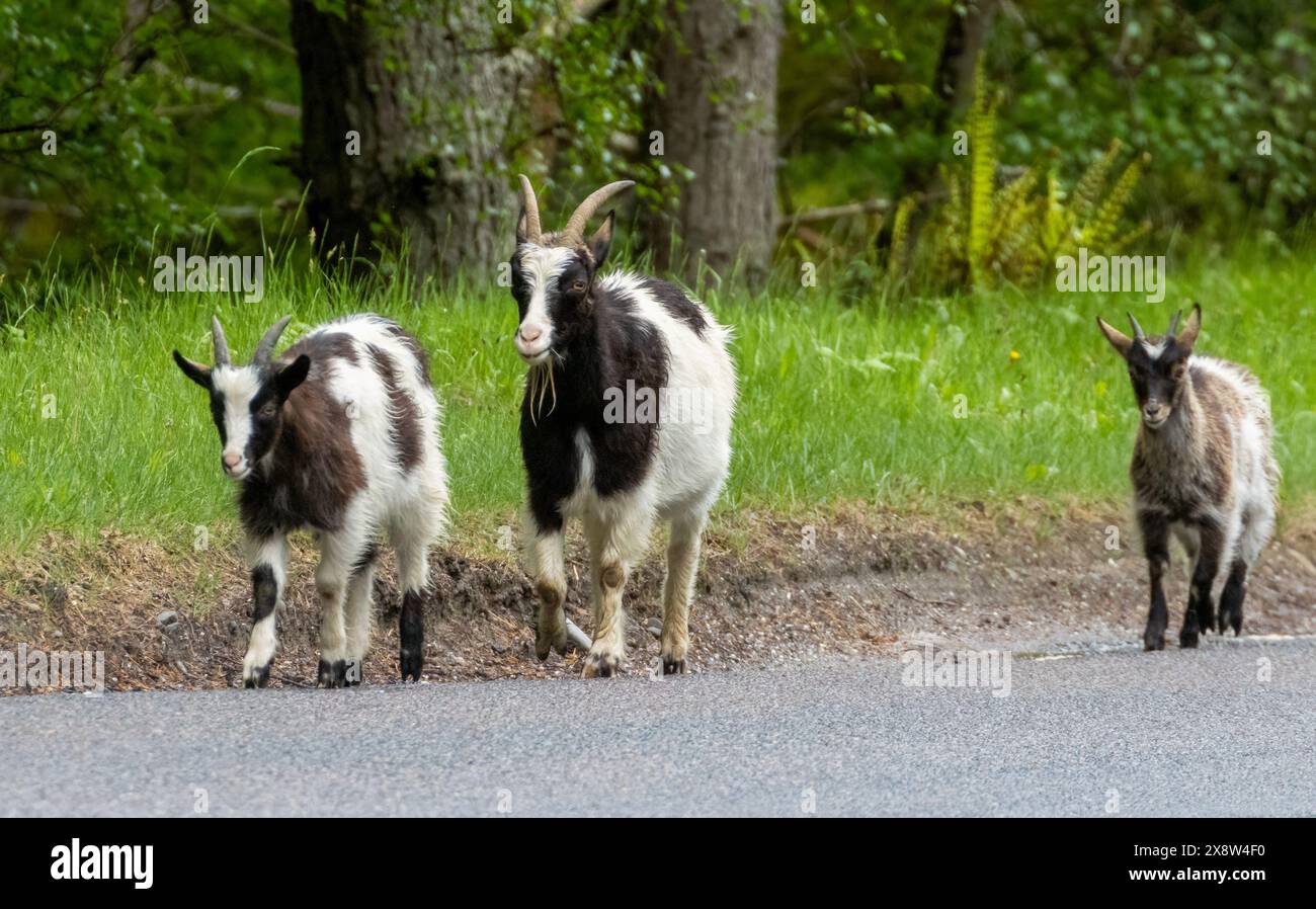 Chèvres sauvages sauvages sauvages pâturant dans la forêt Banque D'Images