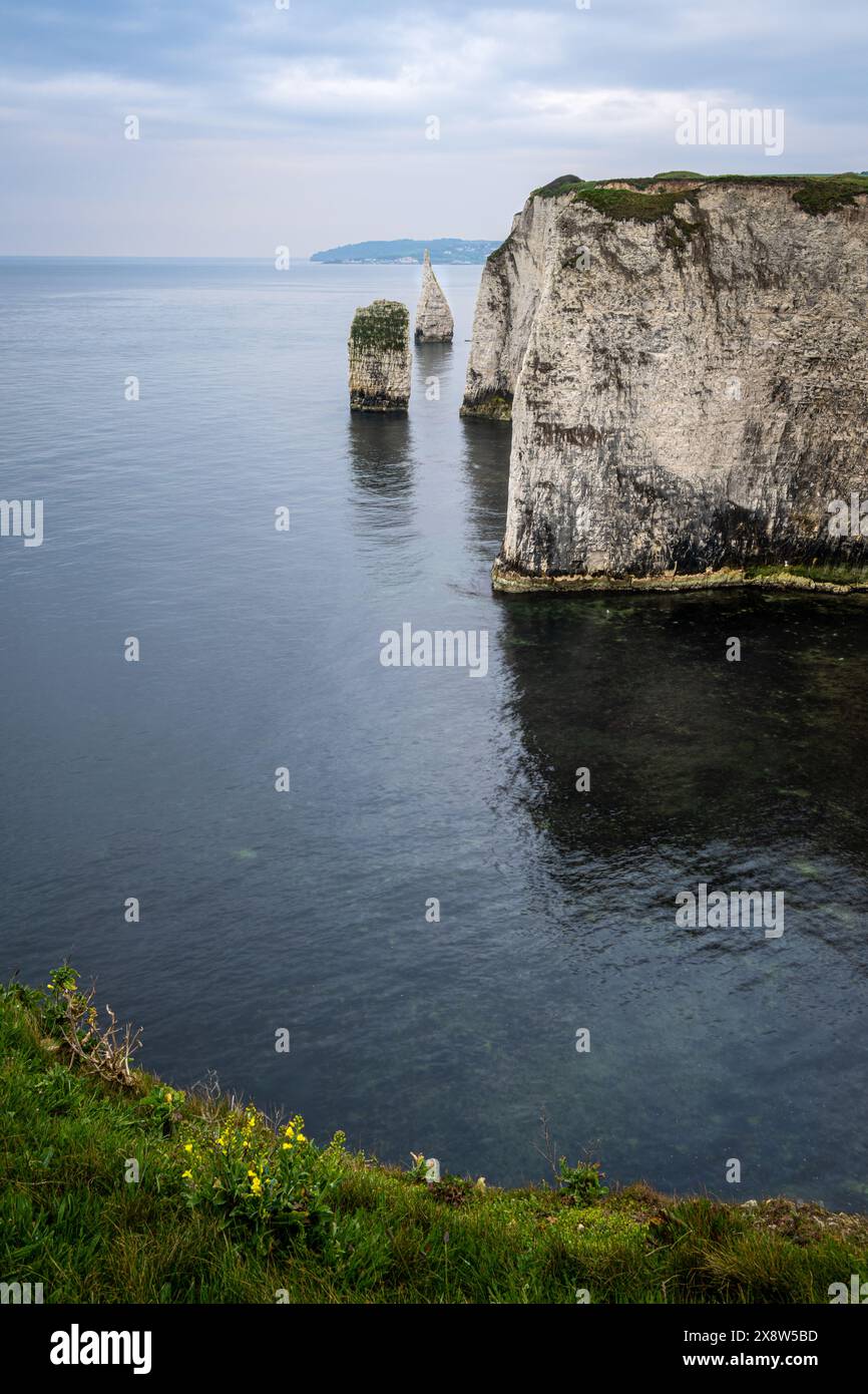 Ballard Cliffs et Sea Stacks de Old Harry Rocks, Dorset, Angleterre Banque D'Images