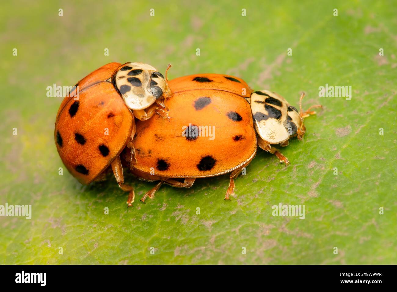 Harmonia axyridis coléoptère s'accouplant sur une feuille verte avec espace de copie Banque D'Images