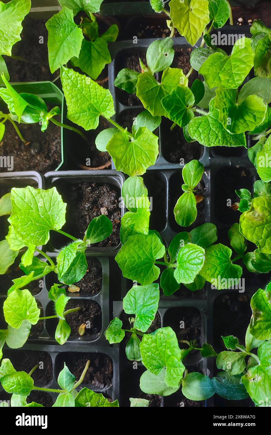 Plantez le semis dans une boîte à semences en plastique. Vue en angle élevé des plantes poussant à partir de graines dans un plateau. Concept d'agriculture biologique Banque D'Images