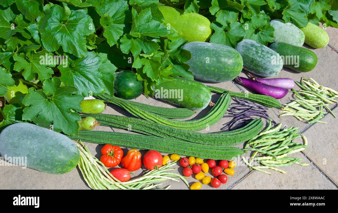 Récolte de légumes dans le jardin de l'arrière-cour Banque D'Images