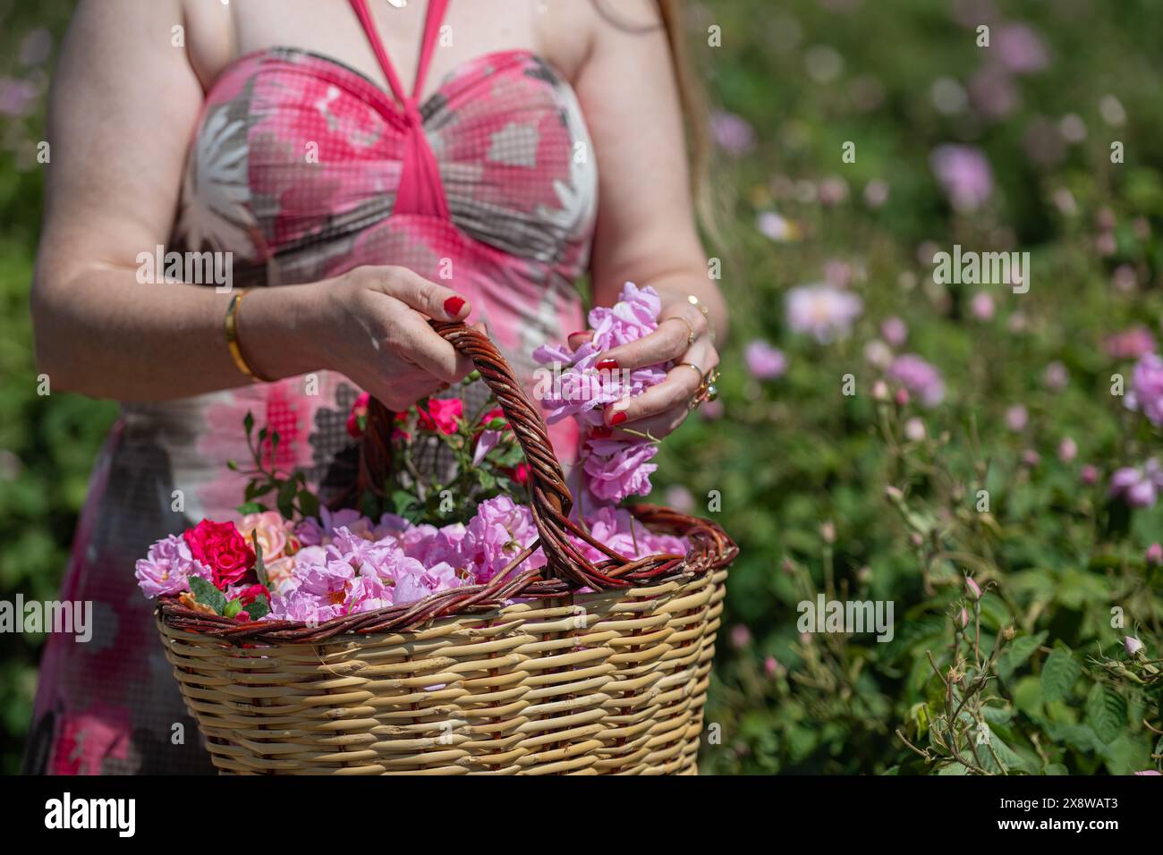 Jeune et belle femme cueillant des roses pour son panier dans un champ de roses. Femme cueillant des roses dans le célèbre champ de roses Isparta en Turquie. Banque D'Images