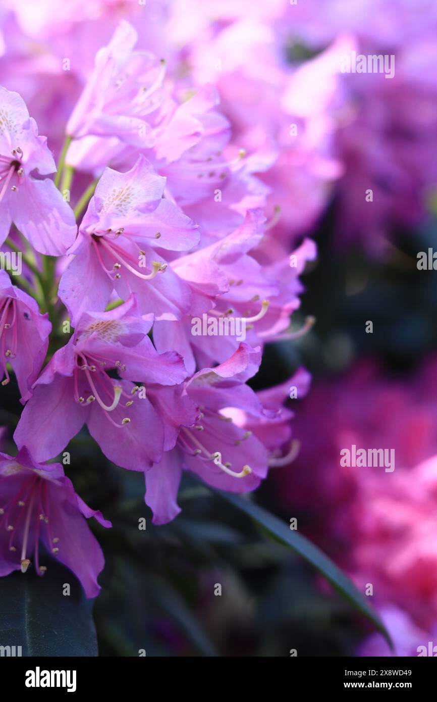 Floraison de Rhododendron. Arbustes fleurissant avec des fleurs violettes. Fleurs de couleurs vives, gros plan. Floraison de rhododendrons dans un parc ou un jardin botanique. N Banque D'Images