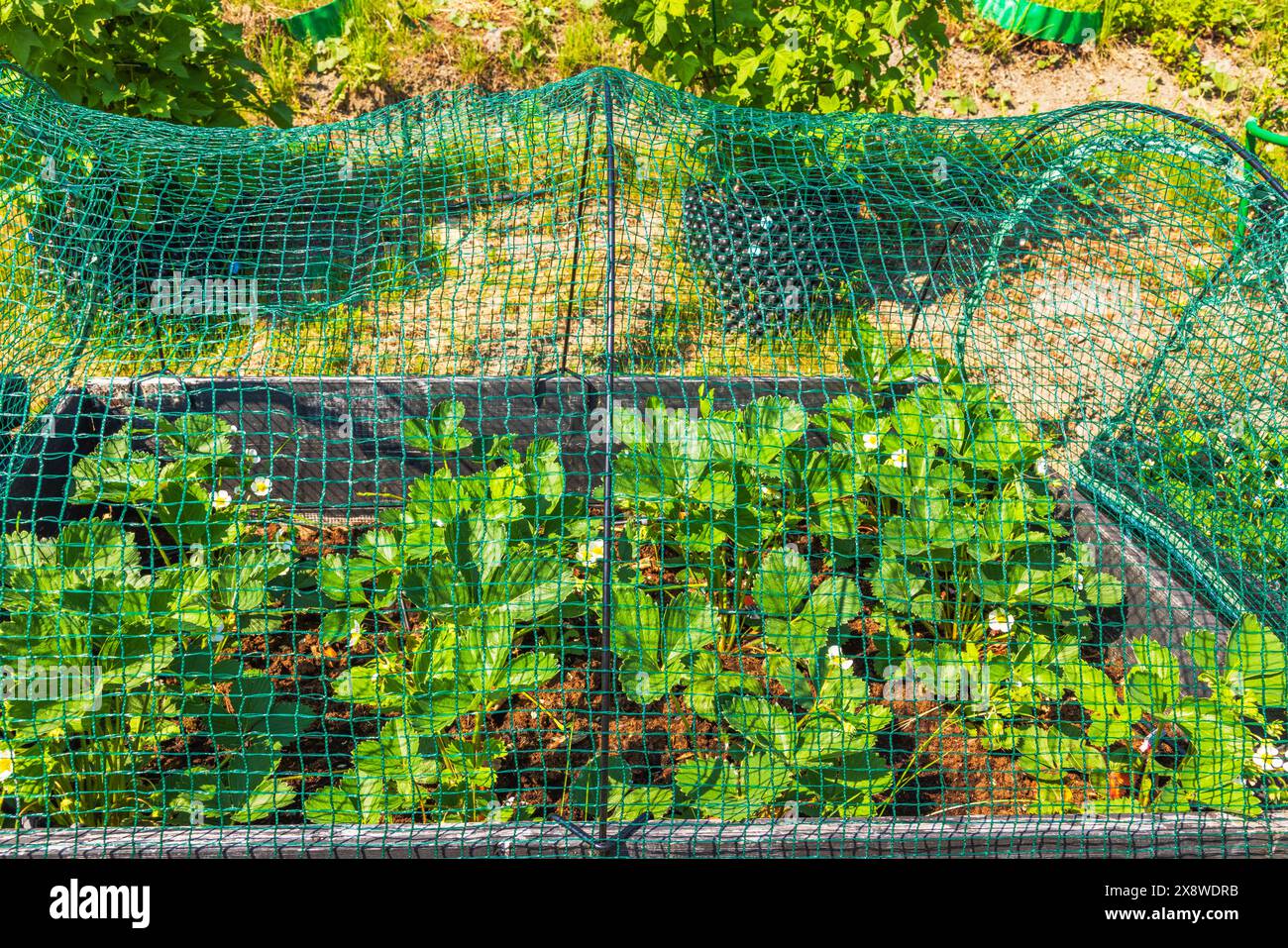 Vue rapprochée d'un lit de jardin avec des plants de fraises protégés par un filet vert, dans une cour arrière. Suède. Banque D'Images