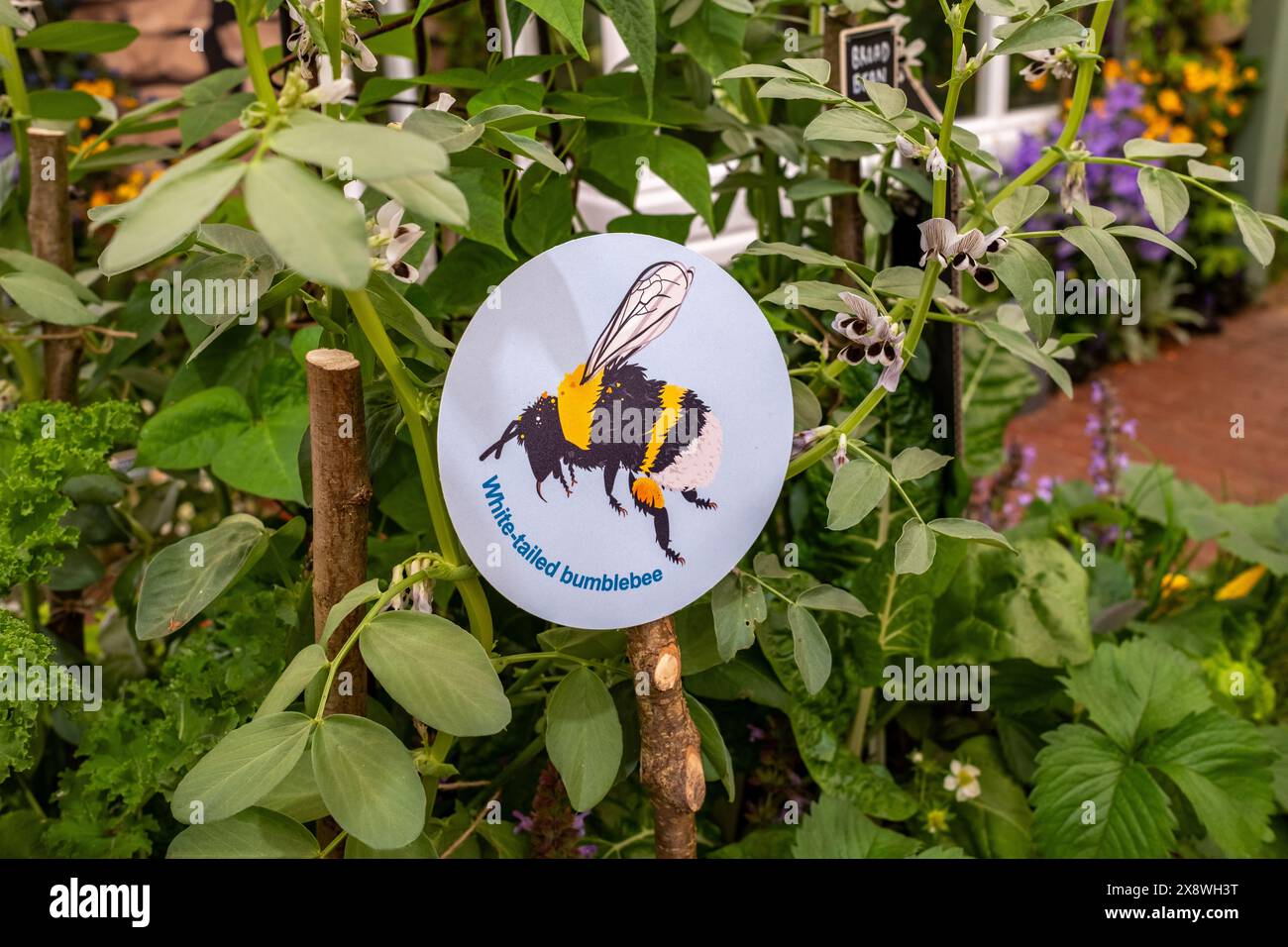 Présentez le jardin plein de plantes et de fleurs qui attirent les abeilles au salon floral RHS Chelsea 2024 Banque D'Images