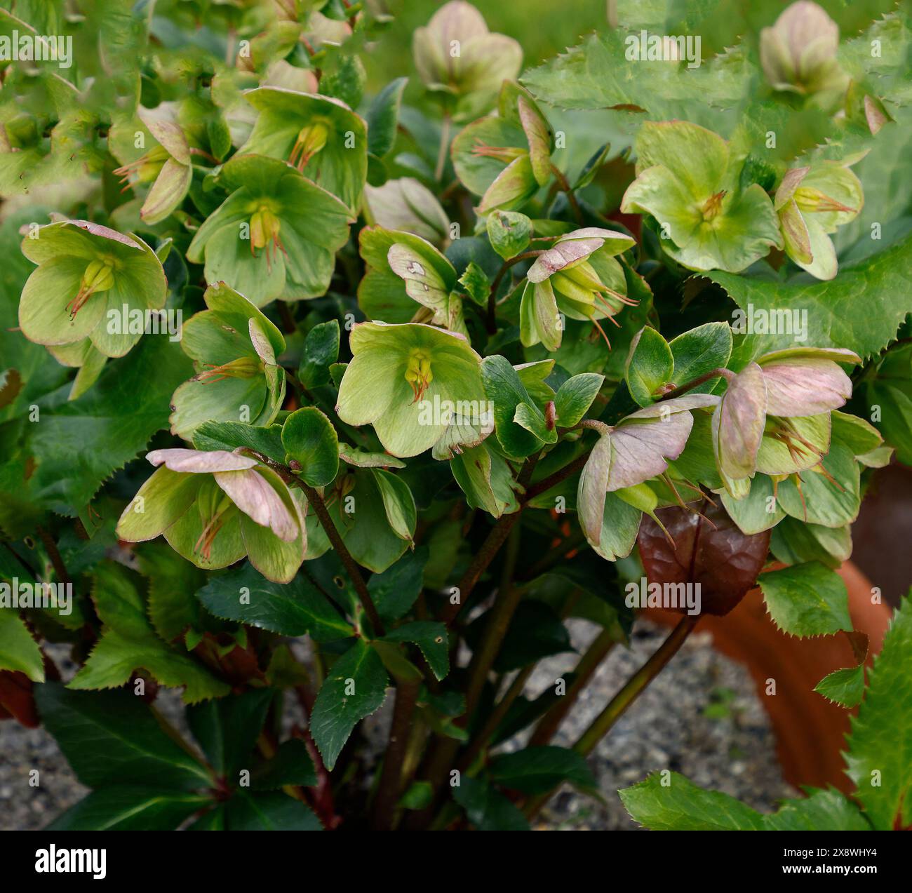 Gros plan sur les fleurs blanches et roses de la plante herbacée de jardin vivace à floraison printanière helleborus Ice n roses picotee. Banque D'Images