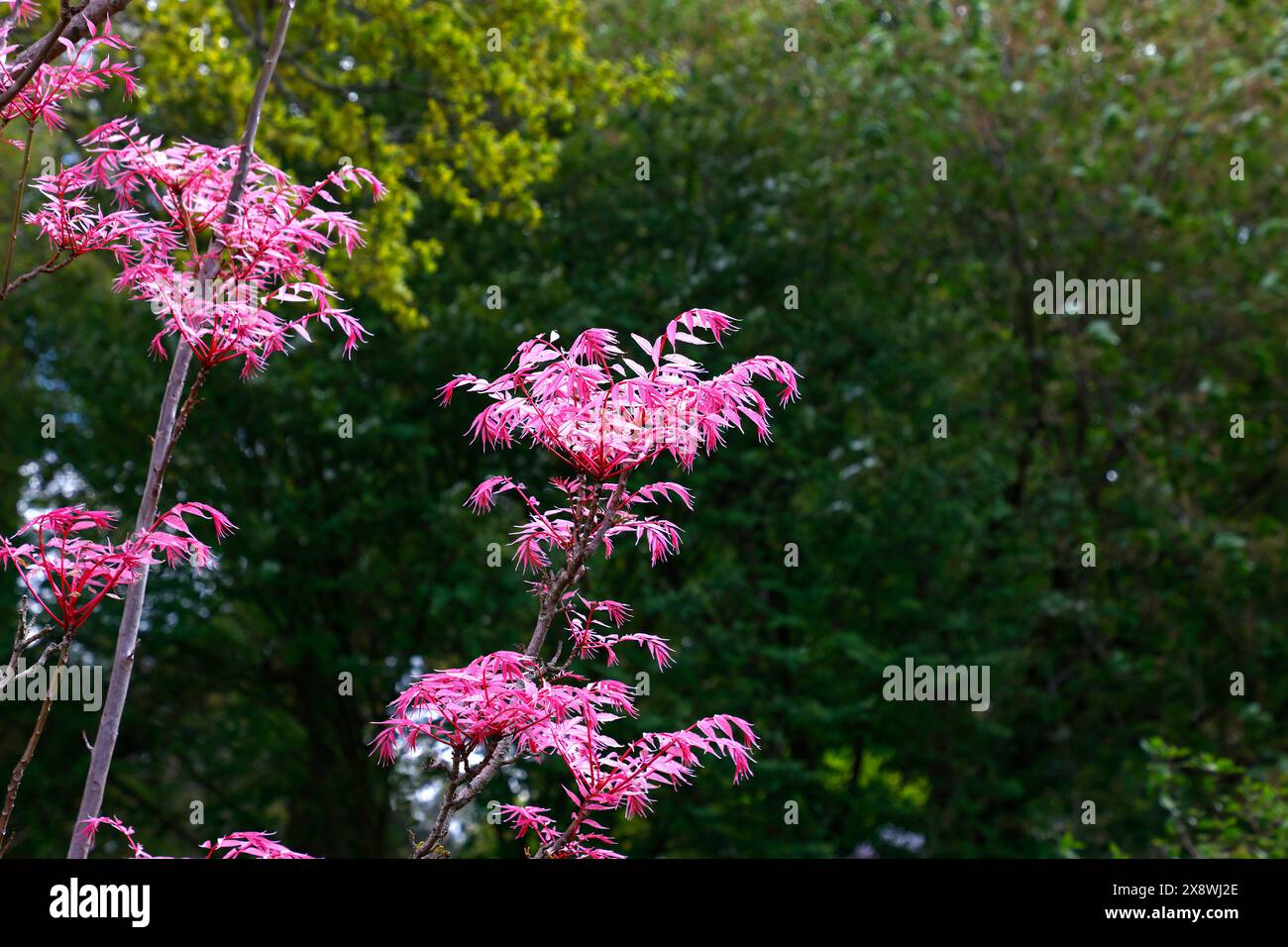 Gros plan sur le feuillage rose saumon de l'arbre de jardin Toona chinensis flamingo. Banque D'Images