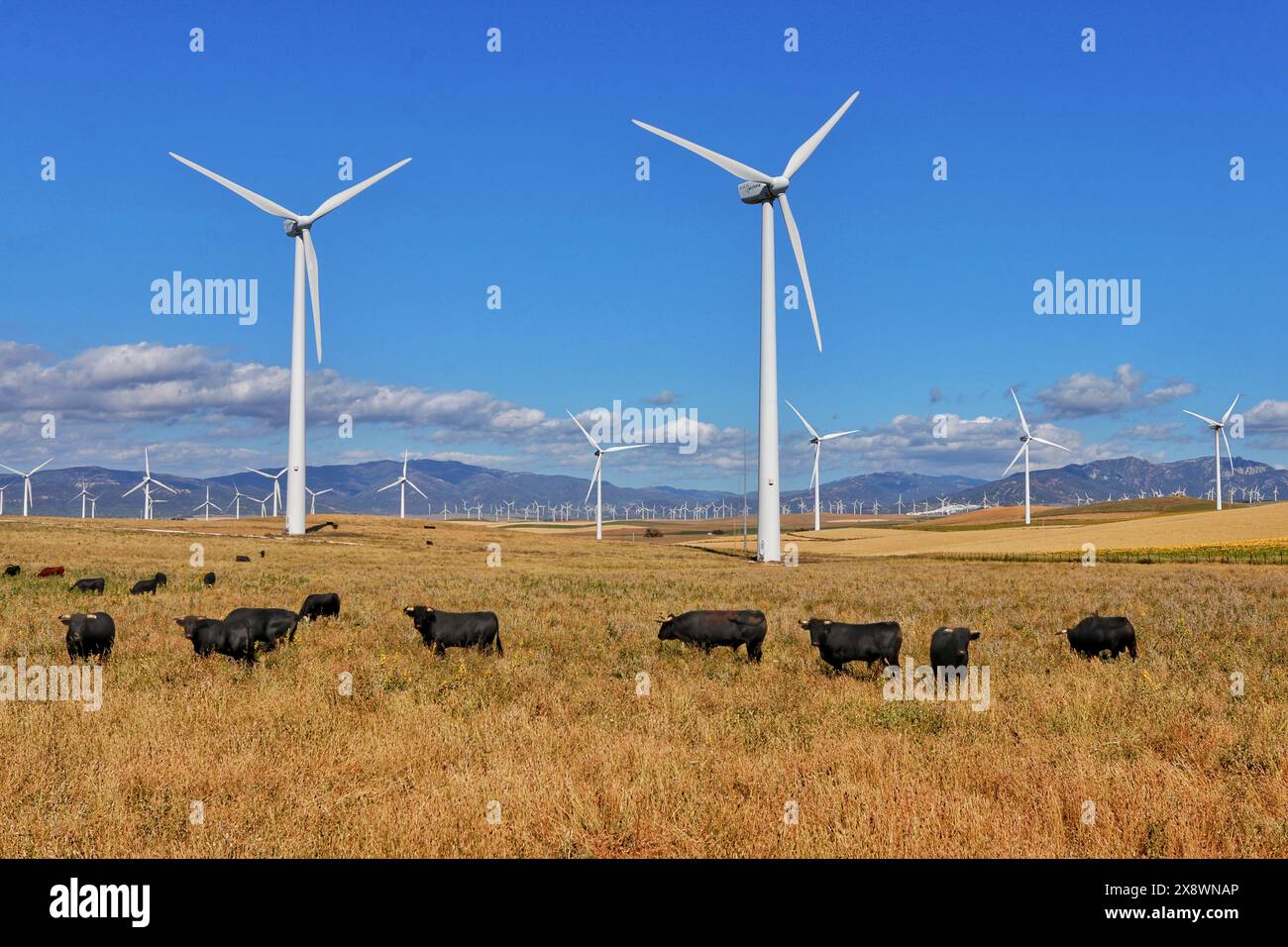 Une masse d'éoliennes traîne dans les montagnes lointaines, dans des champs partagés avec le bétail noir andalou. Agriculture et production éolienne côte à côte Banque D'Images