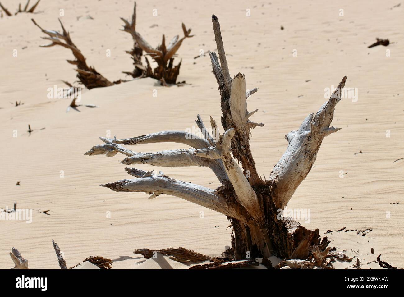Arbres morts consommés lentement par le sable sec du désert Banque D'Images