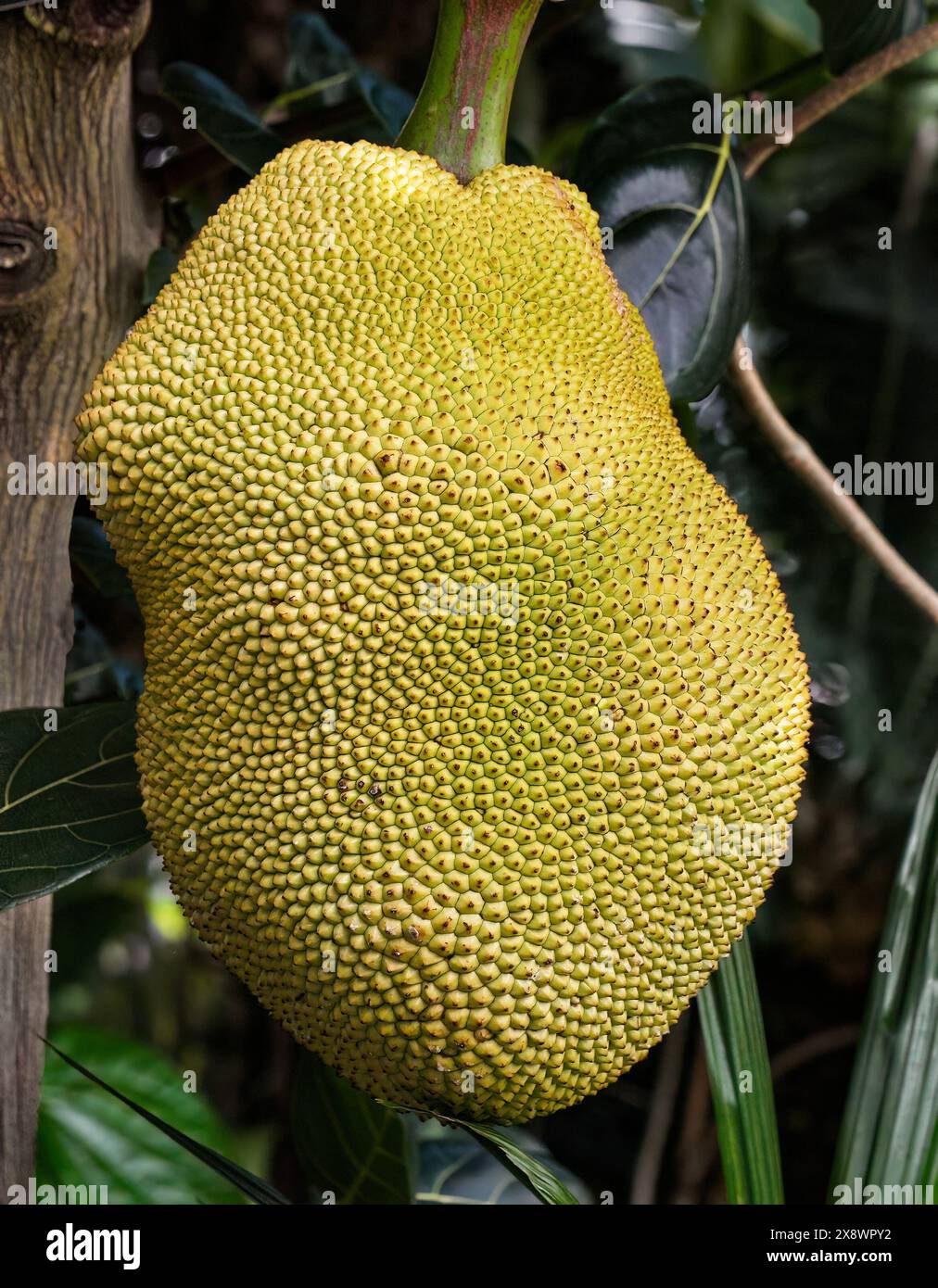 Jackfruit poussant sur un Jackfruit Tree. Banque D'Images