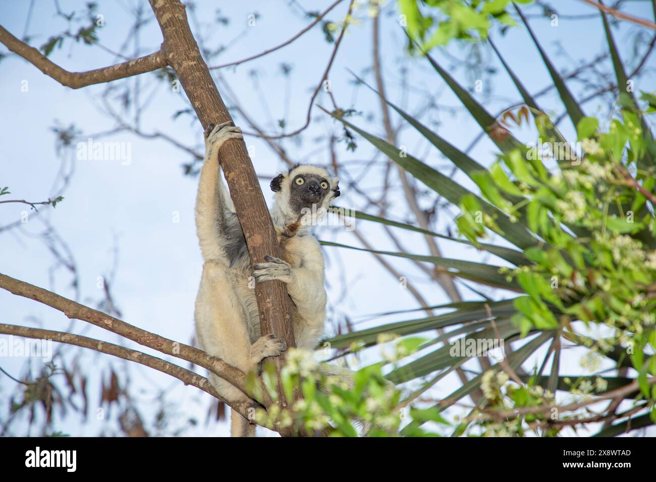 Sifaka blanc de Verreaux avec tête sombre sur la faune de l'île de Madagascar. primate mignon et curieux avec de grands yeux. Célèbre lémurien dansant Banque D'Images