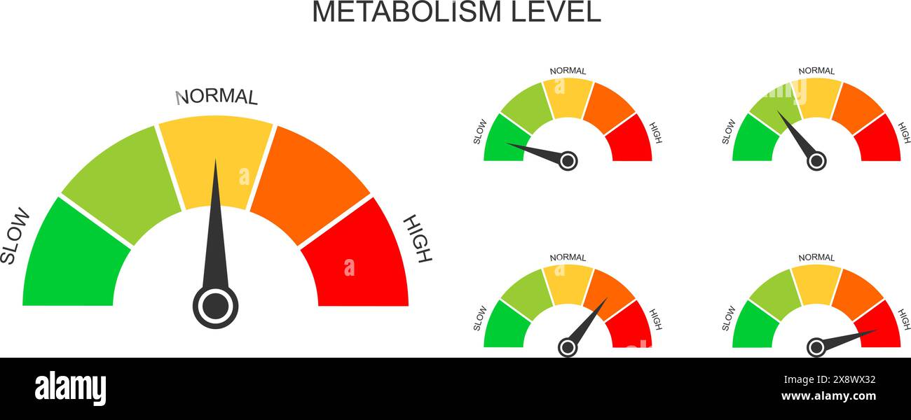 Ensemble de tableaux de bord de compteur de métabolisme avec des flèches. Différents niveaux métaboliques de lent à élevé. Diagrammes de taux selon lesquels le corps convertit les aliments et les boissons en énergie. Illustration vectorielle plate. Illustration de Vecteur