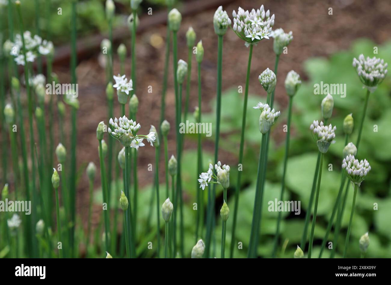 Fleurs de ciboulette chinoise Banque D'Images