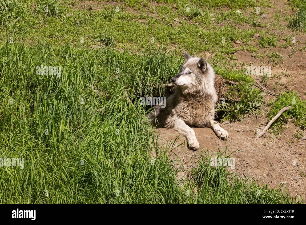 Loup femelle du nord-ouest (Canis lupus occidentalis), aussi connu sous le nom de loup de la vallée du Mackenzie, loup des bois de l'Alaska ou loup des bois du Canada Banque D'Images
