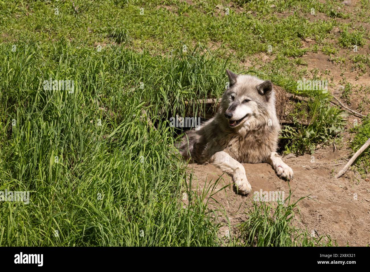 Loup femelle du nord-ouest (Canis lupus occidentalis), aussi connu sous le nom de loup de la vallée du Mackenzie, loup des bois de l'Alaska ou loup des bois du Canada Banque D'Images