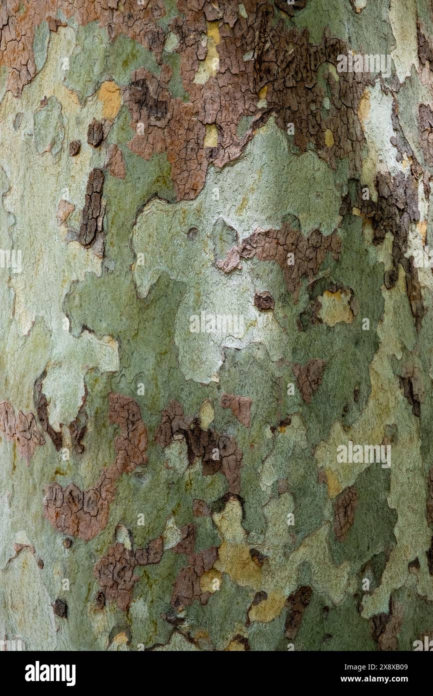 Belle écorce camoflée de l'arbre Sycamore Banque D'Images