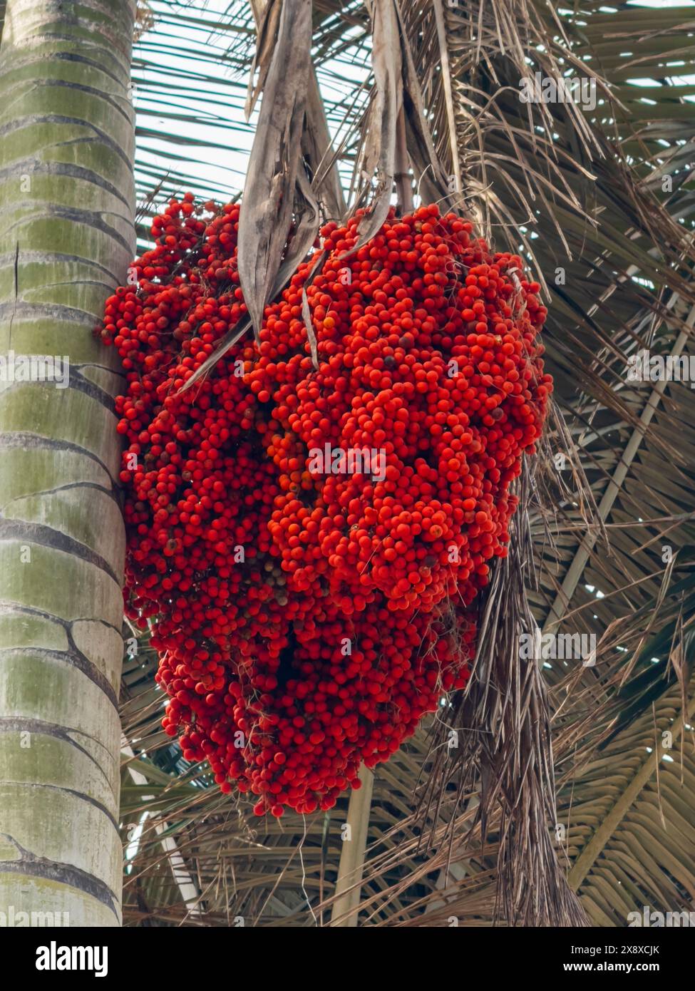 Fruit du palmier à cire Quindio (Ceroxylon quindiuense) les plus hauts des mondes poussent dans et autour du Salento - Colombie Banque D'Images