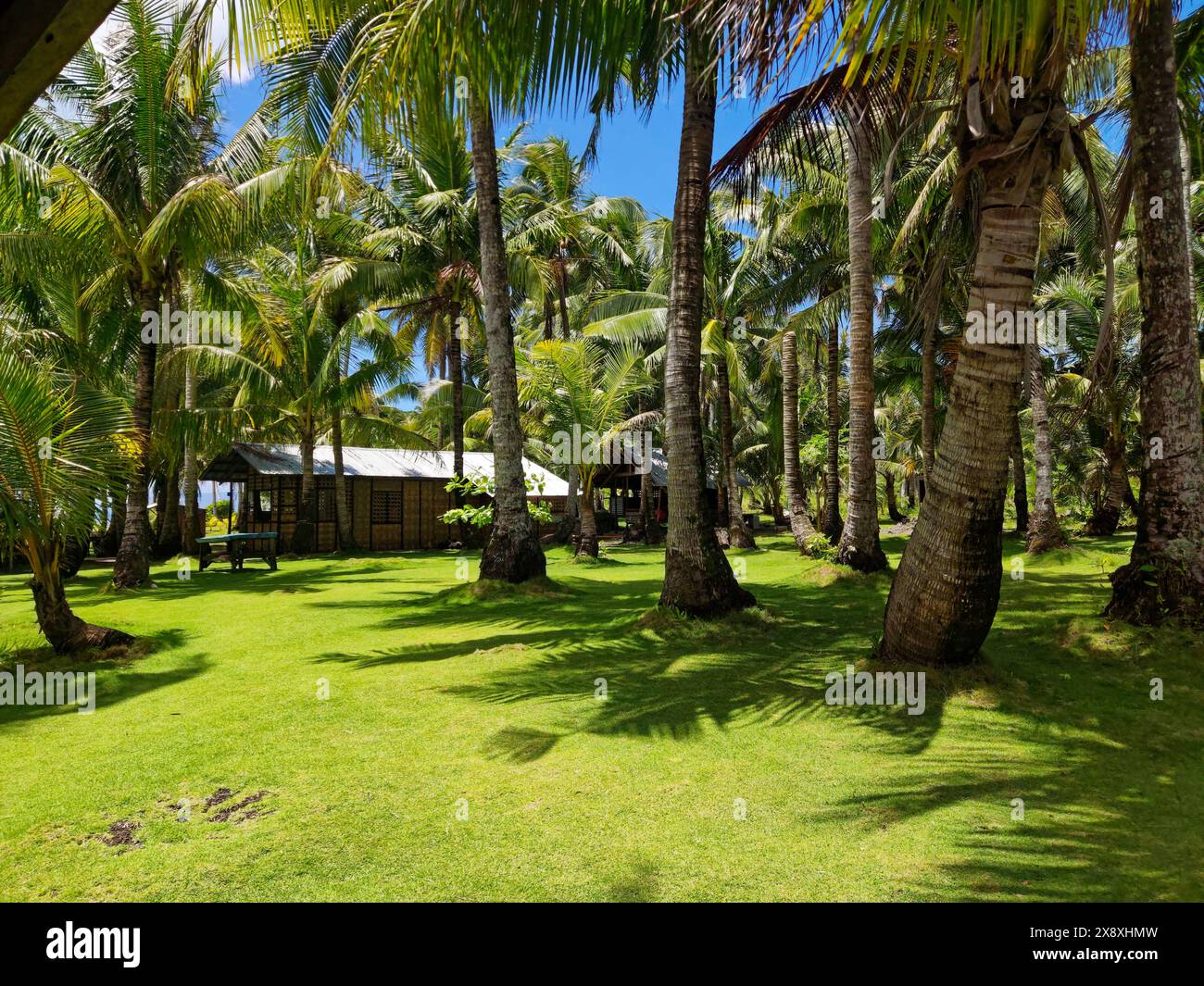 Nipa Hut et cocotiers dans une belle île de Surigao, Philippines Banque D'Images