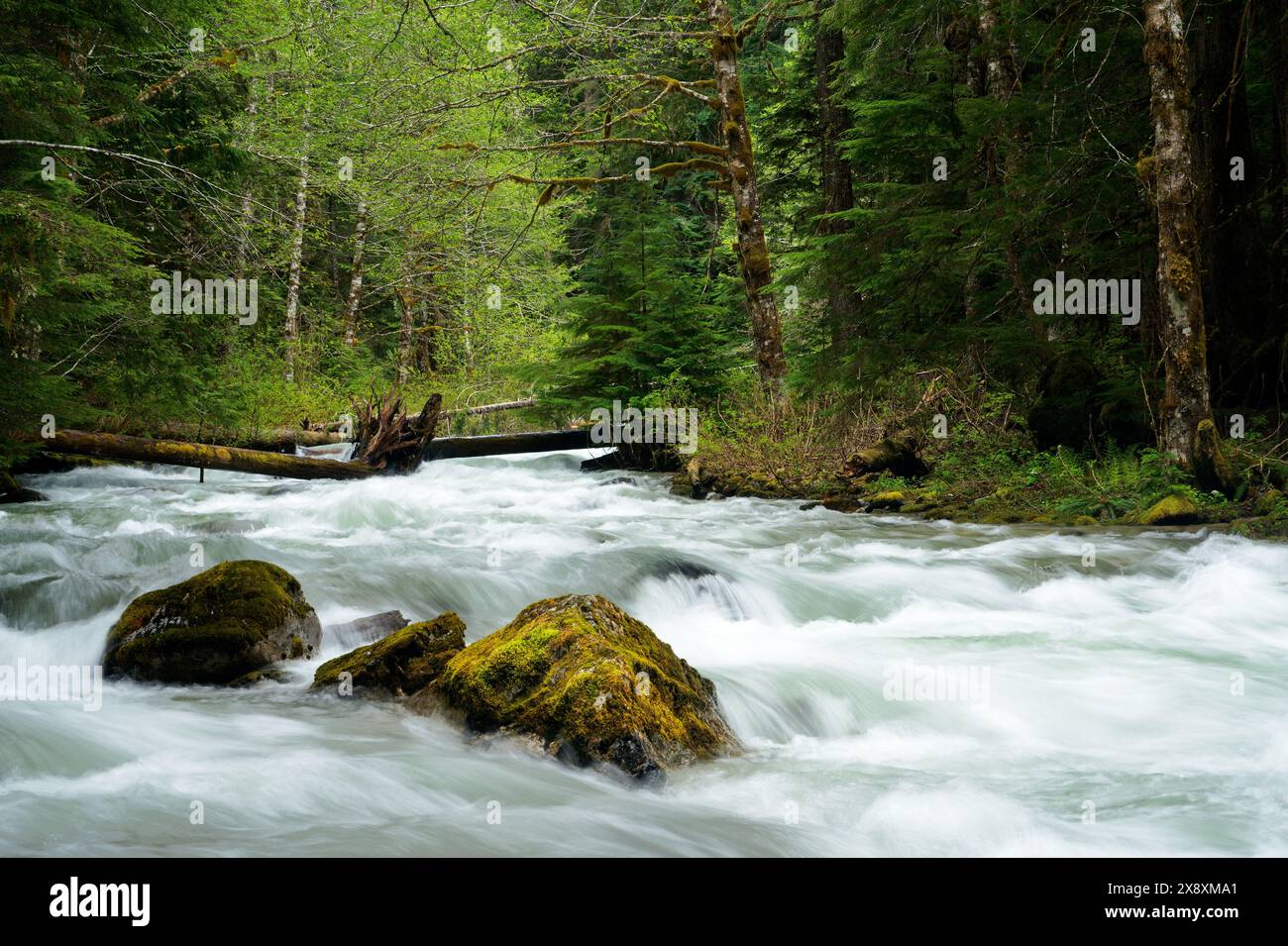 North Fork Sauk River traversant la forêt, Glacier Peak Wilderness, Darrington, Washington Cascades, comté de Snohomish, état de Washington, États-Unis Banque D'Images