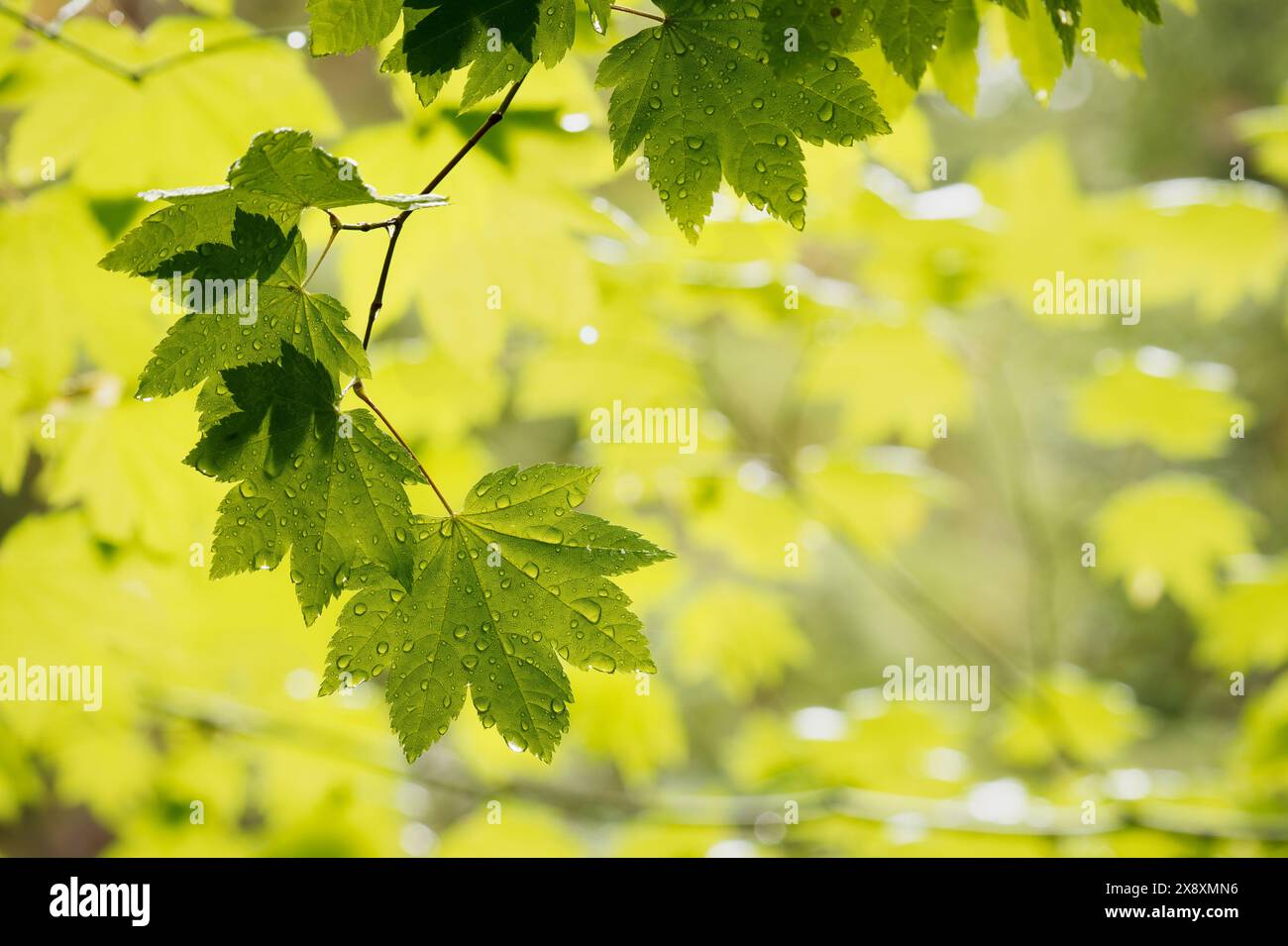 Feuilles d'érable de vigne, forêt tropicale de Bogachiel, forêt nationale olympique, État de Washington, États-Unis Banque D'Images