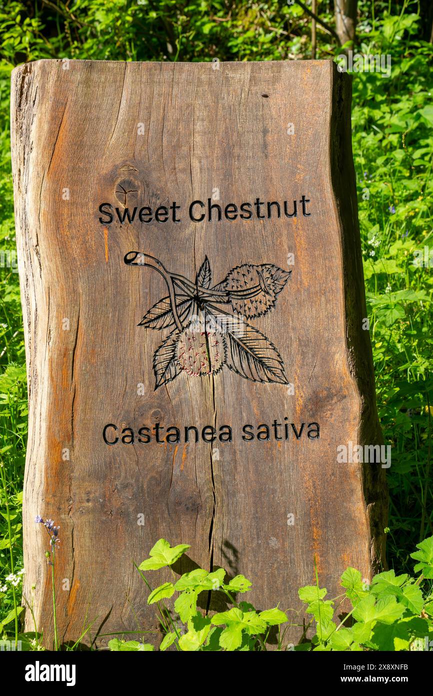 Panneau d'identification de l'espèce d'arbre en bois pour Sweet Chestnut, Castanea Sativa, Dartington Hall Gardens, South Devon, Angleterre, ROYAUME-UNI Banque D'Images