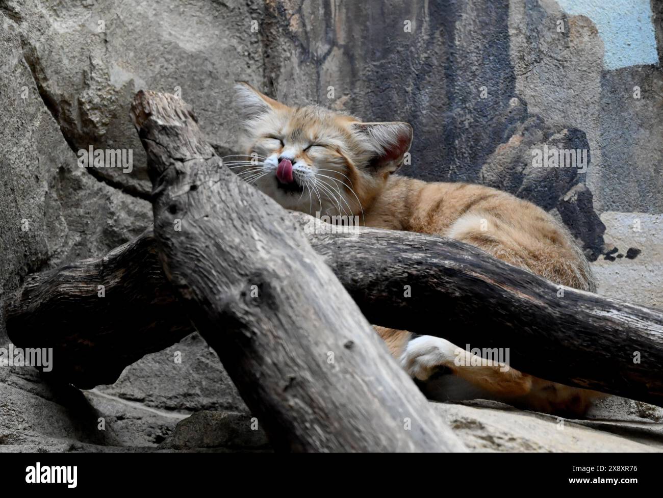 Berlin, Allemagne. 27 mai 2024. Un chat sauvage dans un enclos au zoo de Berlin. Crédit : Alina Schmidt/dpa/Alamy Live News Banque D'Images