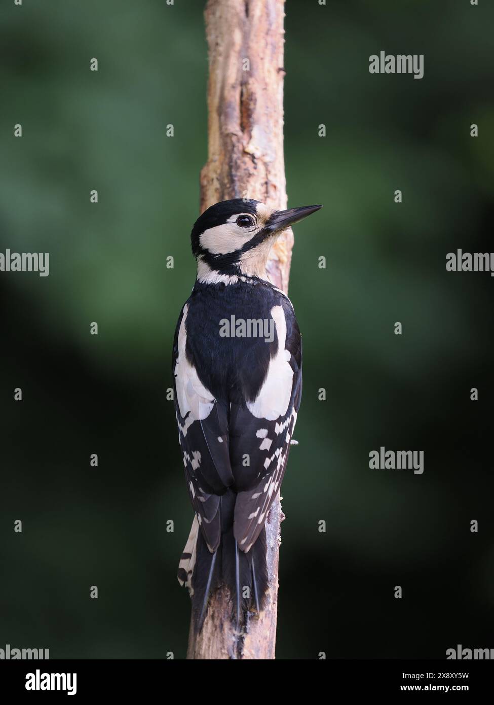 Cette paire de grands pics tachetés profitent d'une source de nourriture facile dans mon jardin dont certains sont ramenés à un nid. Banque D'Images