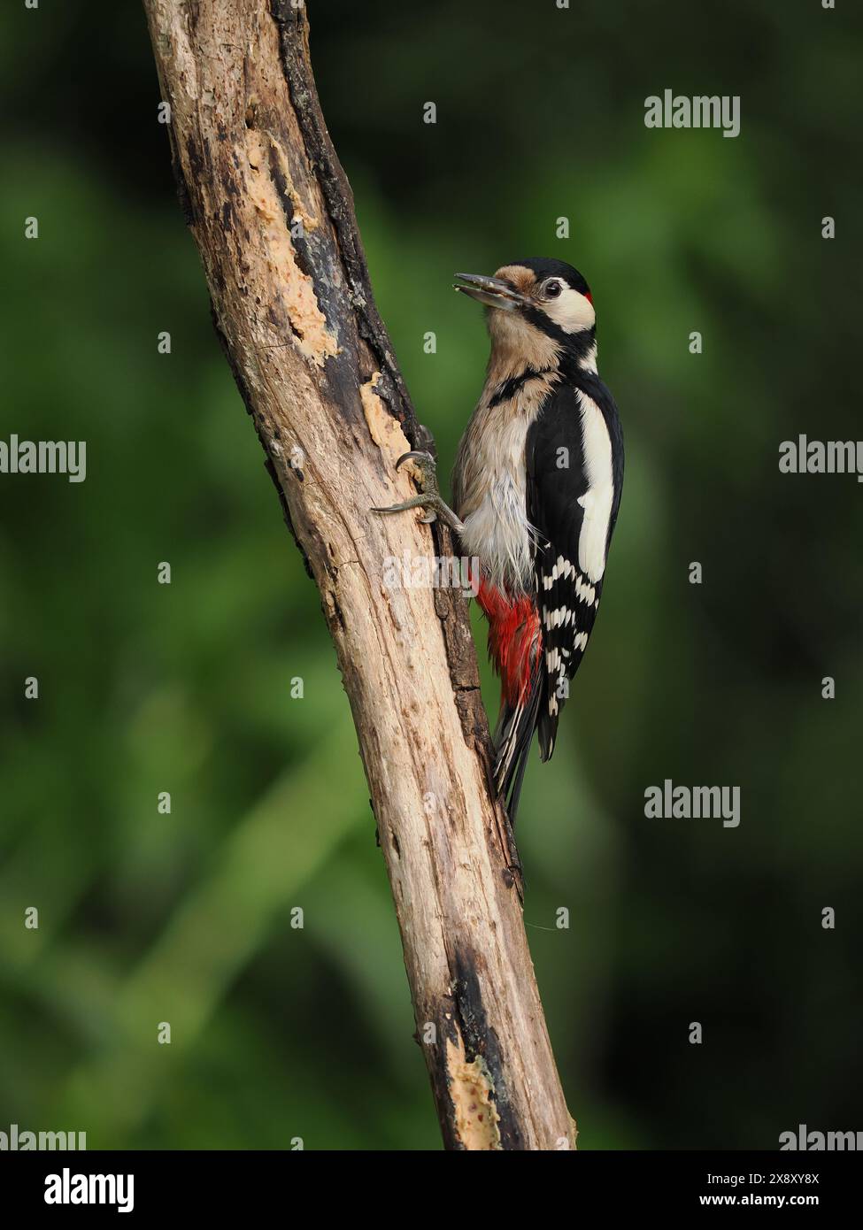 Cette paire de grands pics tachetés profitent d'une source de nourriture facile dans mon jardin dont certains sont ramenés à un nid. Banque D'Images