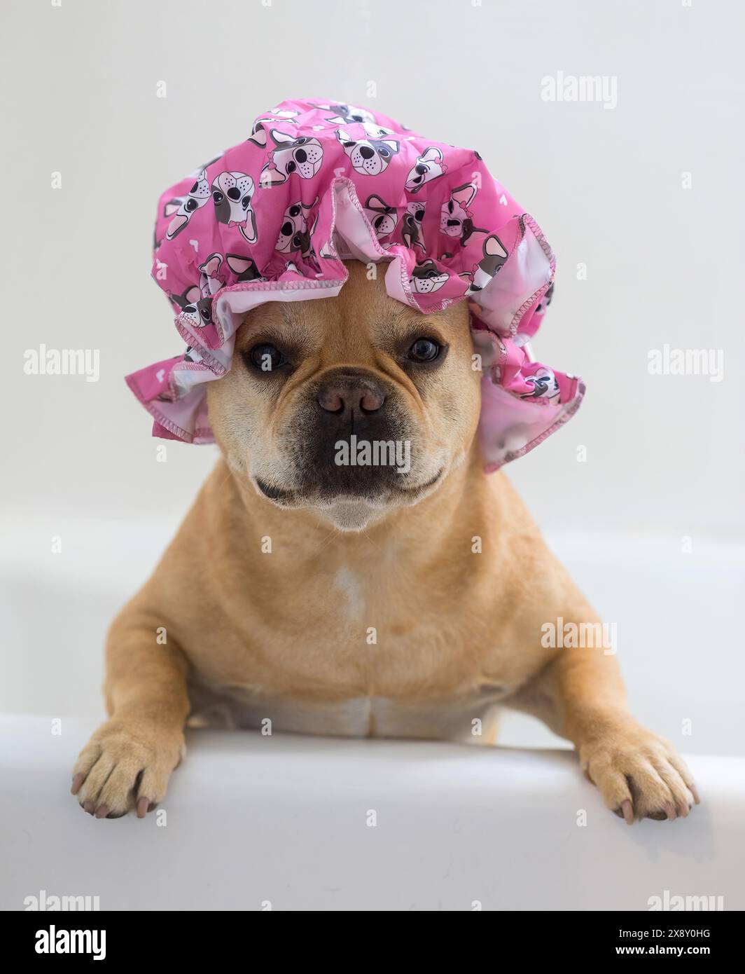 Red Tan Frenchie portant un bonnet de douche dans la baignoire. Banque D'Images