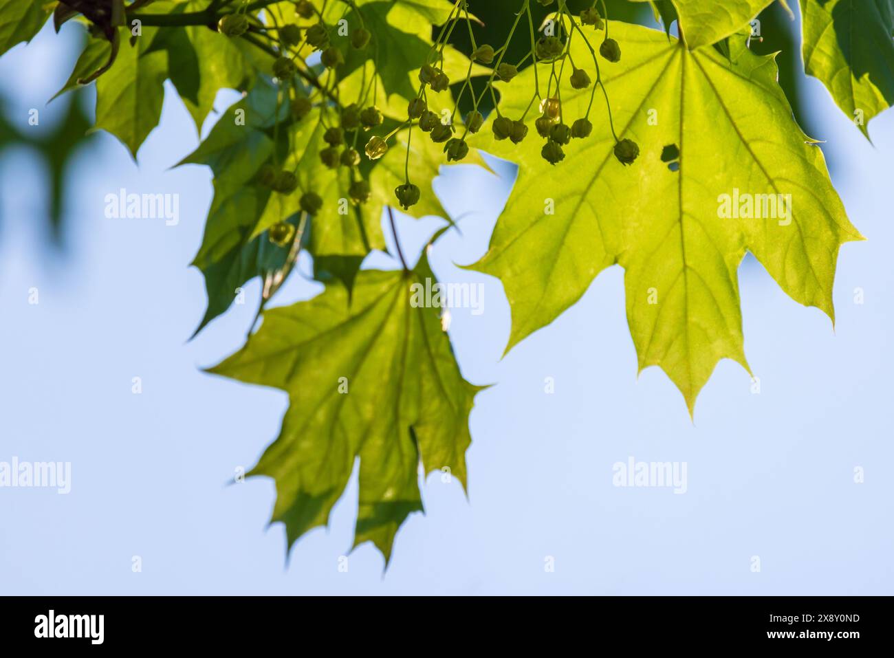 Les feuilles d'érable vertes et les petits bourgeons sont sur le fond bleu du ciel par une journée ensoleillée au printemps Banque D'Images