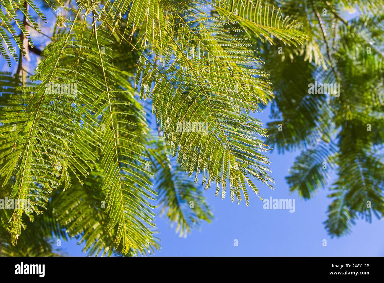 Les feuilles vertes de Delonix regia sont sous le ciel bleu, photo de fond naturel. C'est une espèce de plante à fleurs de la famille des fèves Fabaceae, sous-famille Banque D'Images