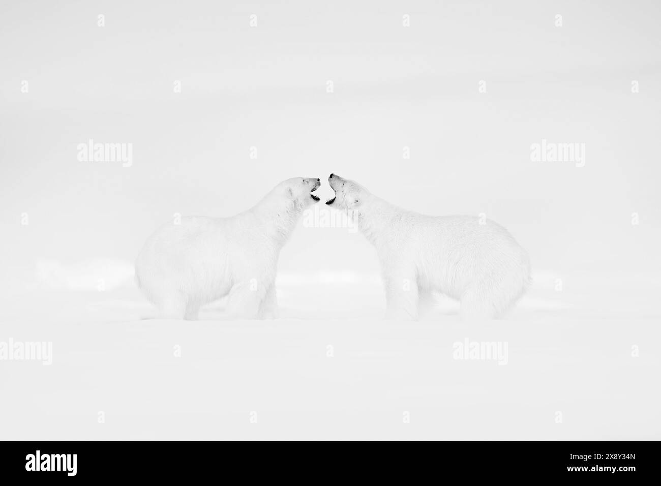 Art Wildllife. Photo d'art en noir et blanc de deux ours polaires combattant sur la glace dérivante dans le Svalbard arctique. Combat d'animaux dans la neige blanche. Banque D'Images