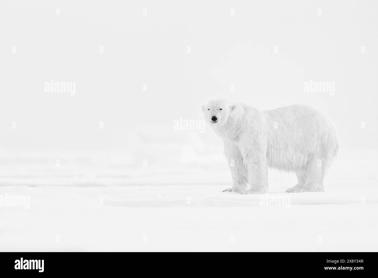 Art Wildllife. Photo d'art en noir et blanc d'ours polaires sur la glace dérivante dans le Svalbard arctique. Combat d'animaux dans la neige blanche. Photo blanc arctique, nature wil Banque D'Images