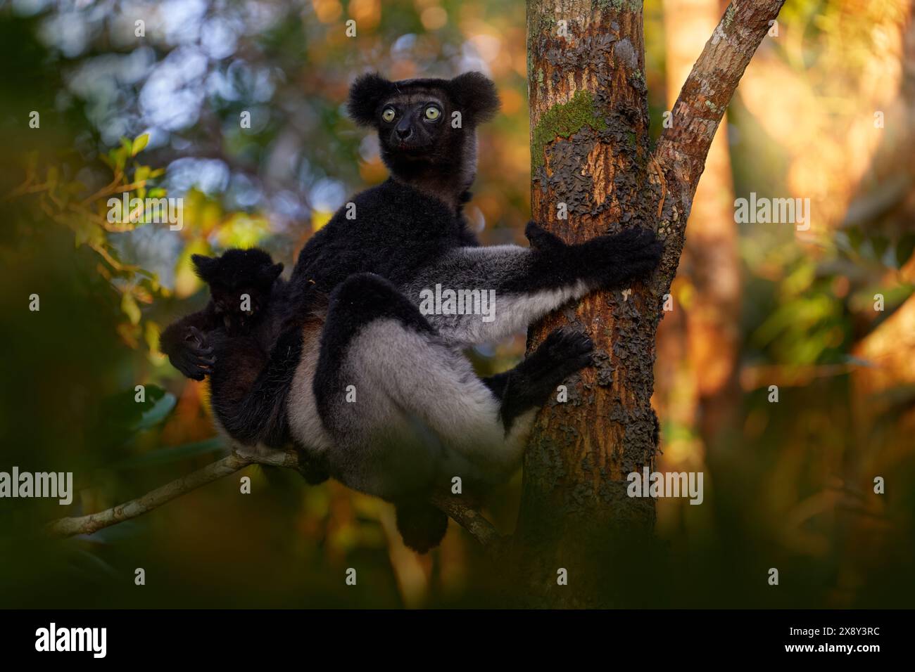 Faune Madagascar, portrait de singe indri, Madagascar endémique. Lémurien dans la végétation naturelle. Sifaka sur l'arbre, soirée ensoleillée. Singe à oeil jaune. Banque D'Images