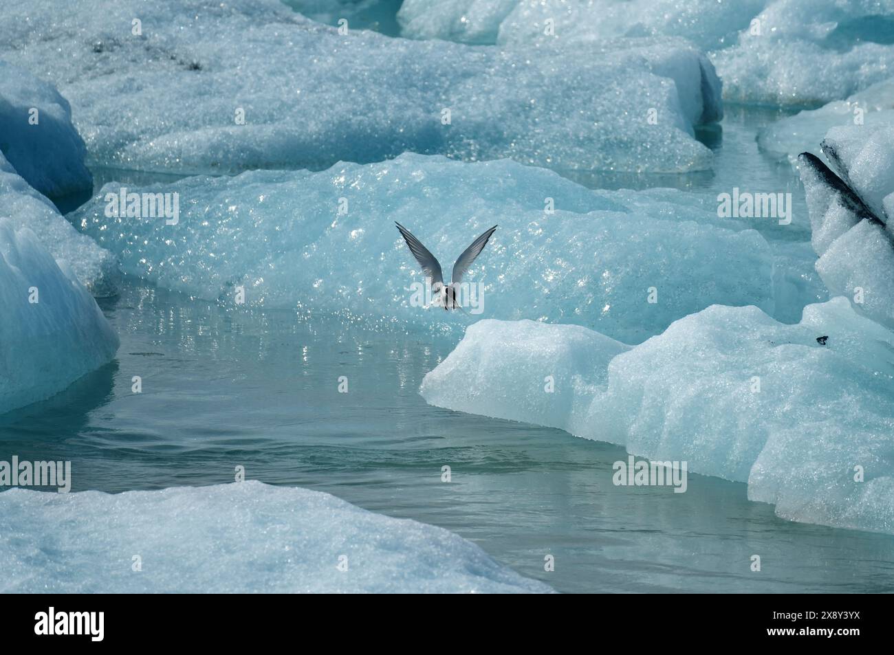 Sterne arctique (Sterna paradisaea) en vol dans la lagune glaciaire de Jokulsarlon. Islande Banque D'Images