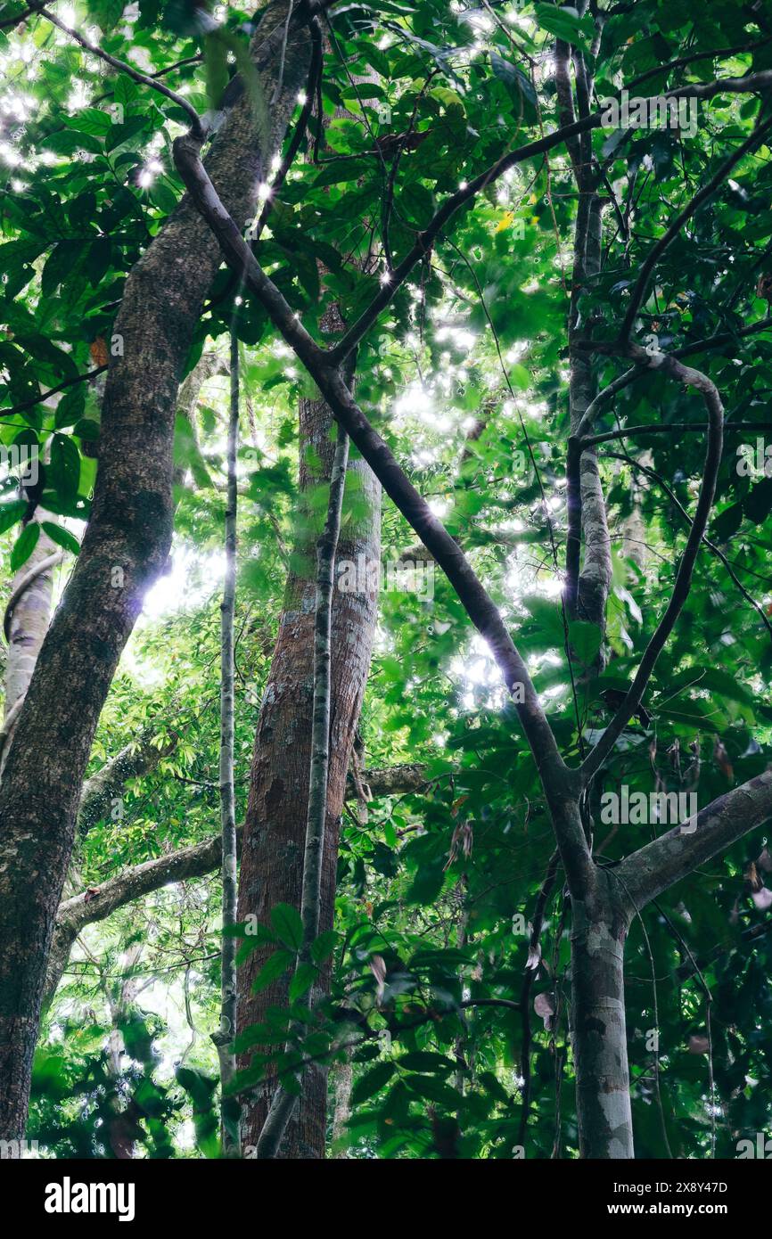 La flore naturelle de la forêt de la jungle se forme, l'énergie étonnante de la faune couleurs vives, silence calme magique Banque D'Images