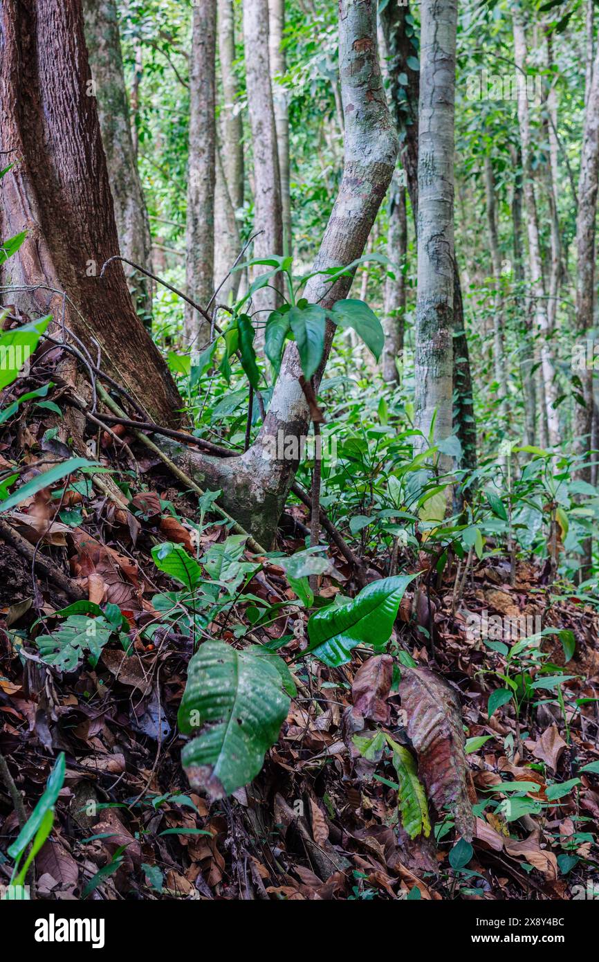 La flore naturelle de la forêt de la jungle se forme, l'énergie étonnante de la faune couleurs vives, silence calme magique Banque D'Images