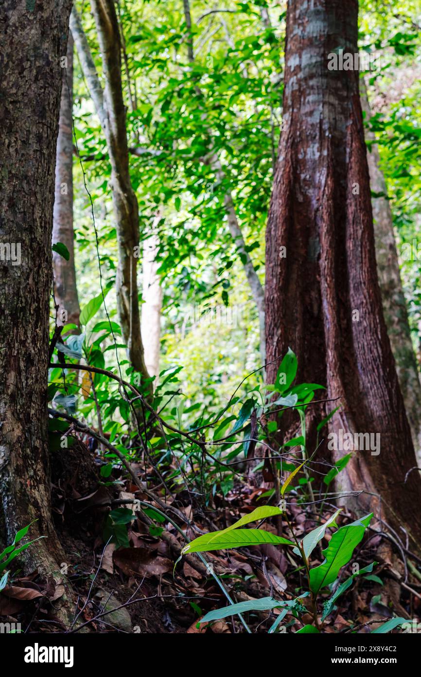 La flore naturelle de la forêt de la jungle se forme, l'énergie étonnante de la faune couleurs vives, silence calme magique Banque D'Images